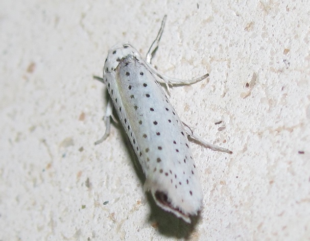 Yponomeuta evonymella -  Yponomeutidae